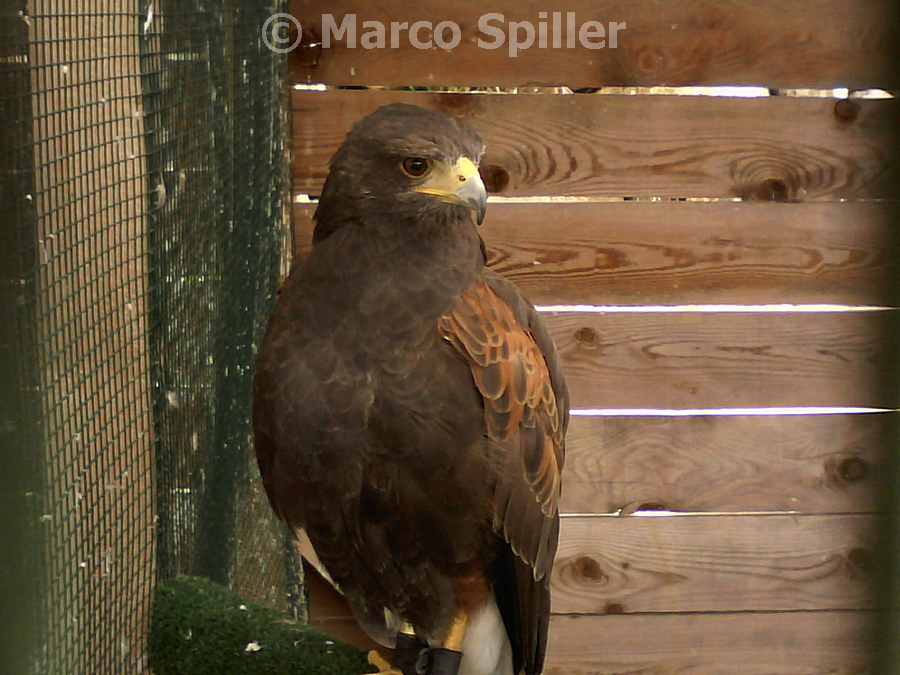 Parabuteo unicinctus ??